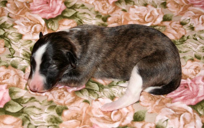 Puppy 5 - Irish Marked Brindle Girl Rest